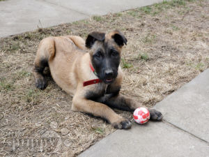 Malinois puppy