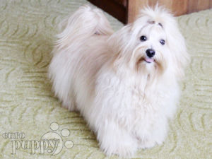 Havanese puppy