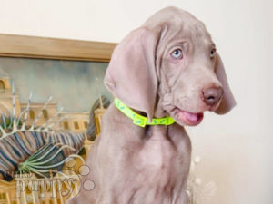 Weimaraner puppy