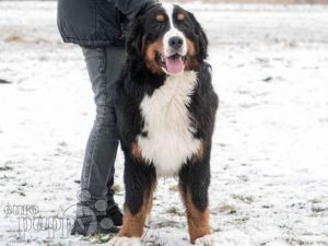Berner Sennenhund puppy