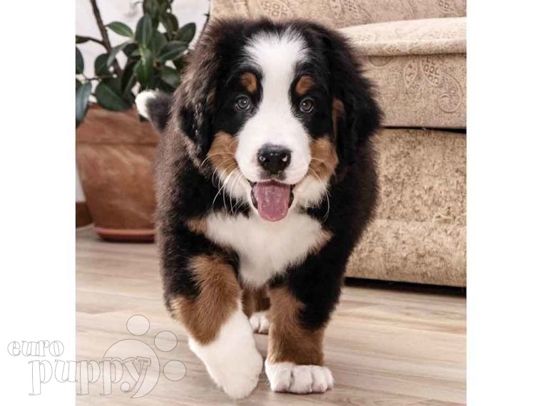 Bernese Mountain Dog puppy