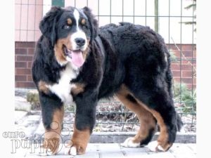 Berner Sennenhund puppy