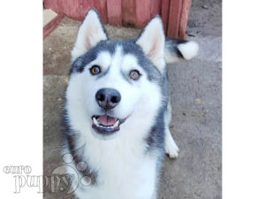 Husky Siberiano puppy