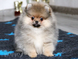 Deutscher Zwergspitz puppy