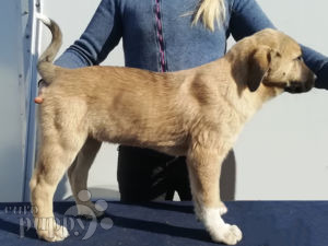 Zentralasiatischer Owtscharka puppy