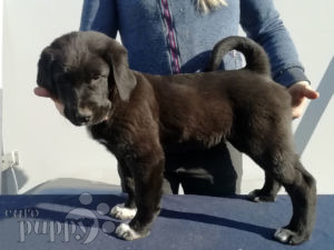 Zentralasiatischer Owtscharka puppy
