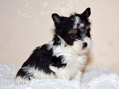 Biewer Yorkie puppy for sale