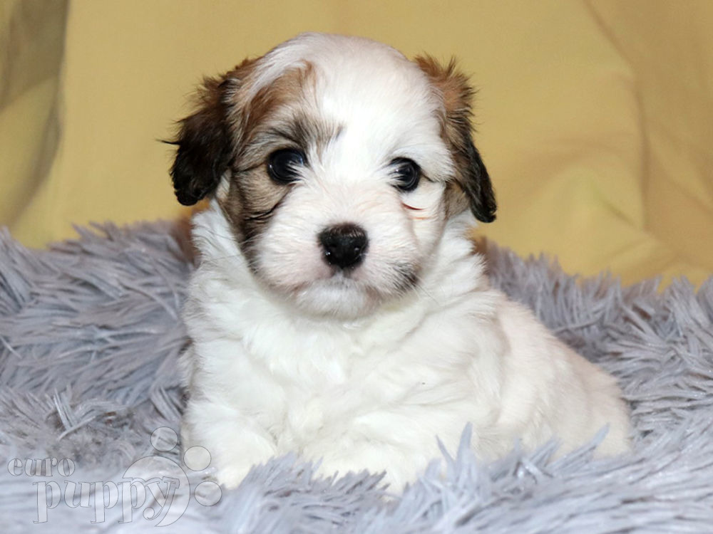Iby - Coton Tulear for sale | Puppy