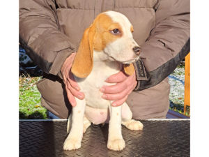 Beagle puppy