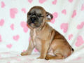 French Bulldog puppy