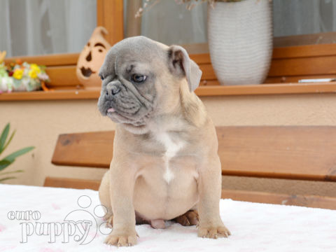Französische Bulldogge puppy