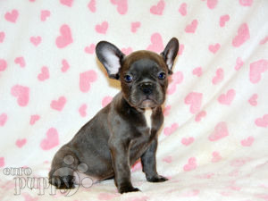 French Bulldog puppy