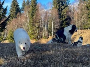 Central Asian Ovtcharka puppy