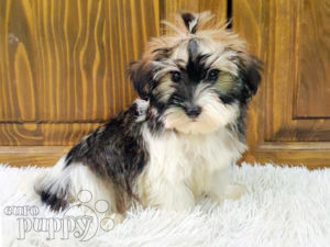 Havanese puppy