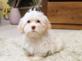 Havanese puppy