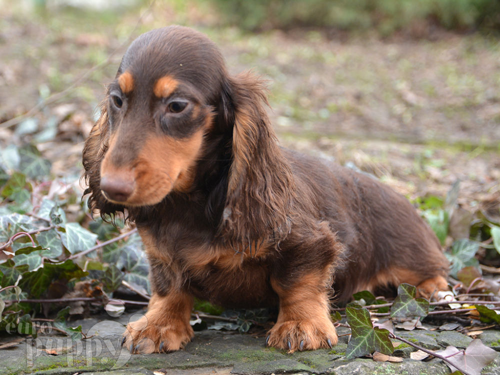 Dachshund Puppies For Sale | Euro Puppy