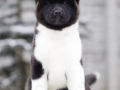 Amerikanischer Akita puppy