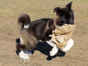 Amerikanischer Akita puppy