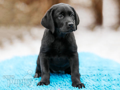 Labrador Retriever puppy