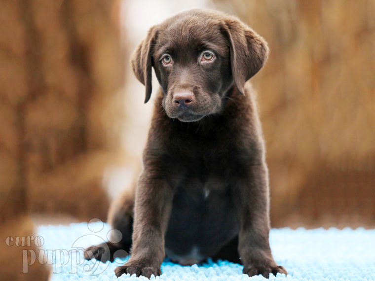 Labrador Retriever puppy