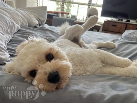 Otis - Cavapoo, Euro Puppy review from Hong Kong