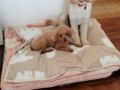 Otis - Cavapoo, Euro Puppy review from Hong Kong