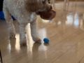 Scottie - Cavapoo, Euro Puppy review from Hong Kong