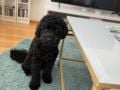 Miki - Cavapoo, Euro Puppy review from Finland