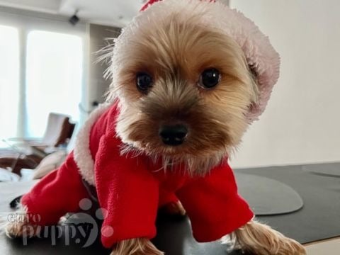 Allie - Yorkshire Terrier, Euro Puppy review from Hong Kong