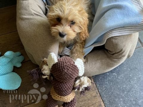 Felicia - Cavapoo, Euro Puppy review from Germany
