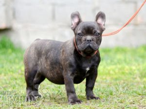 French Bulldog puppy