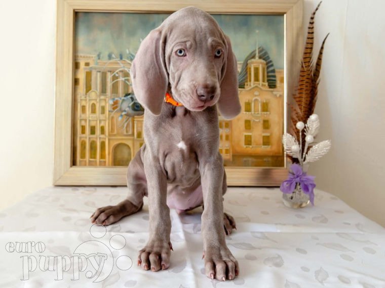 Weimaraner puppy