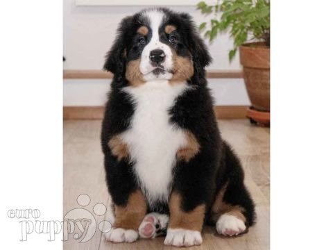 Bernese Mountain Dog puppy