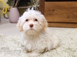 Havanese puppy