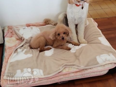 Otis - Cavapoo, Euro Puppy review from Hong Kong