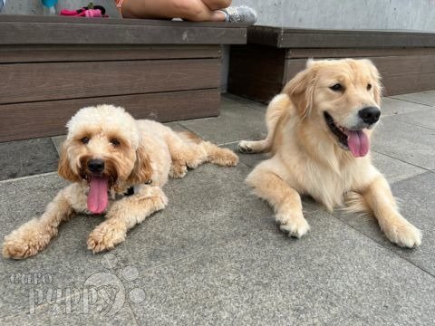 Scottie - Cavapoo, Euro Puppy review from Hong Kong