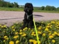 Miki - Cavapoo, Euro Puppy review from Finland