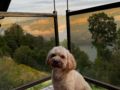 Bailey - Cavapoo, Euro Puppy review from Switzerland
