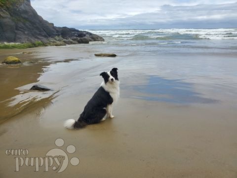 Hamilton - Border Collie, Euro Puppy review from Germany