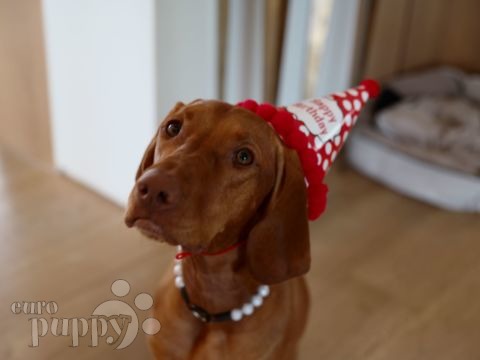 Alma - Vizsla, Euro Puppy review from Hong Kong