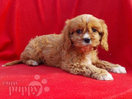 Cavapoo puppy