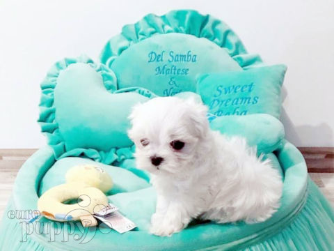 Malteser puppy