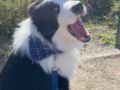 Hamilton - Border Collie, Euro Puppy review from Germany