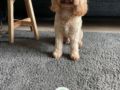 Bailey - Cavapoo, Euro Puppy review from Switzerland