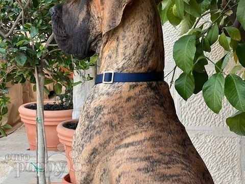 Scooby - Great Dane, Euro Puppy review from Sweden