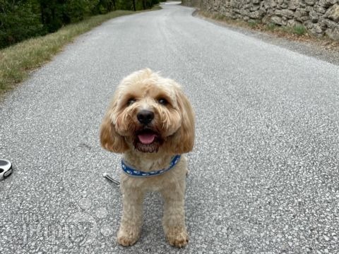 Bailey - Cavapoo, Euro Puppy review from Switzerland