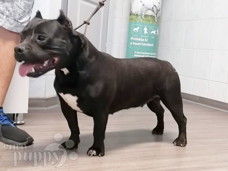 American Bully puppy