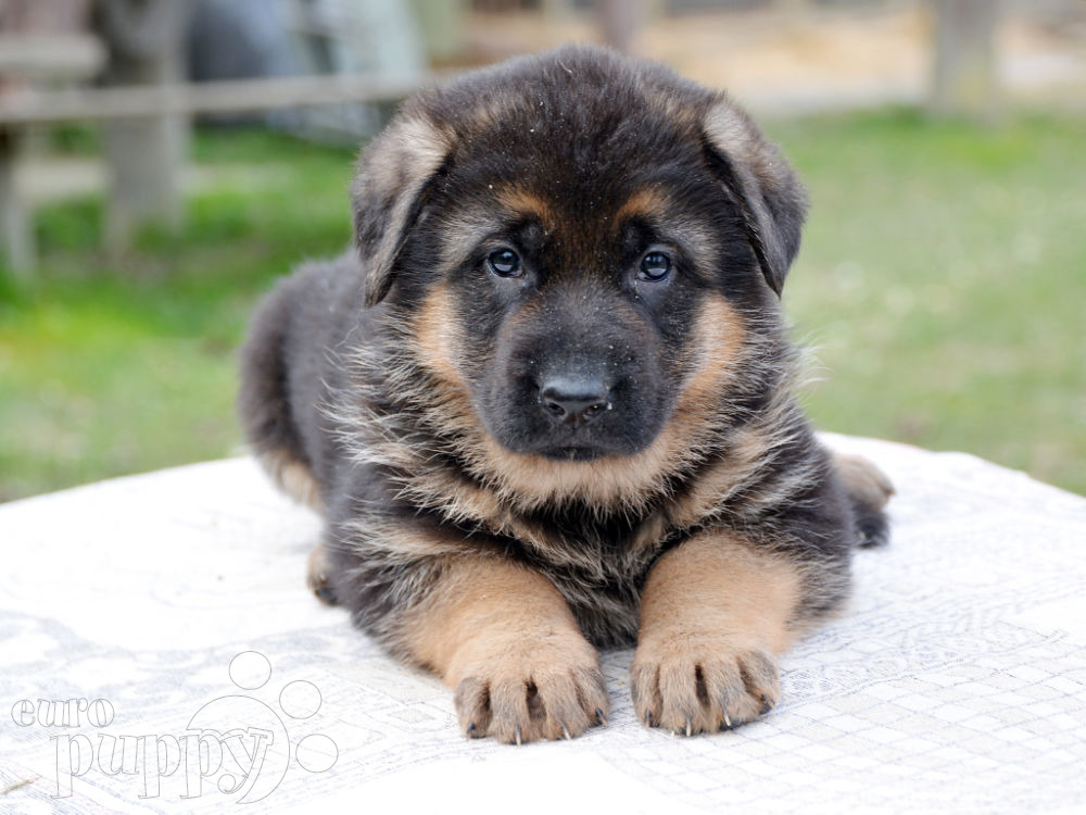 German Shepherd Dog Puppies For Sale | Euro Puppy