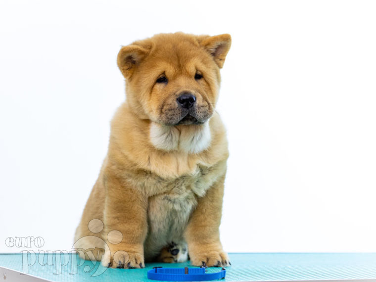 Chow Chow puppy