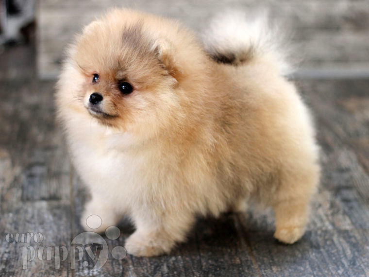 Deutscher Zwergspitz puppy